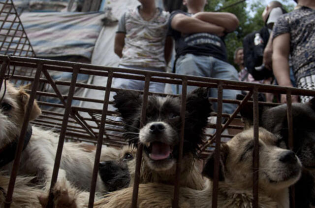 Aktyvistai kovoja prieš šunienos valgymo festivalį Kinijoje