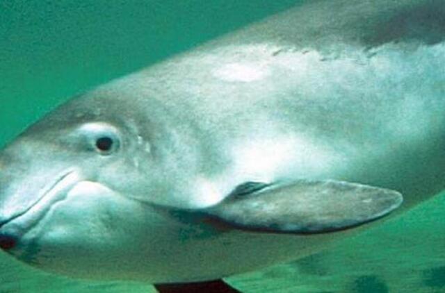 Baltijos jūros banginukais vadinamoms jūrų kiaulėms reikalinga apsauga