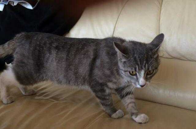 Klaipėdos Laisvojoje ekonominėje zonoje rasta katė raudonu antkakliu