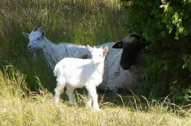 Nerijoje - raguotos žoliapjovės ir krūmapjovės