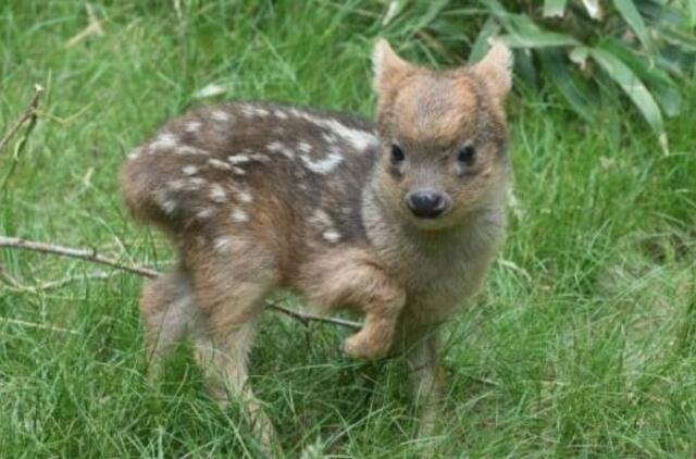 Niujorke gimė mažiausias pasaulyje elnias