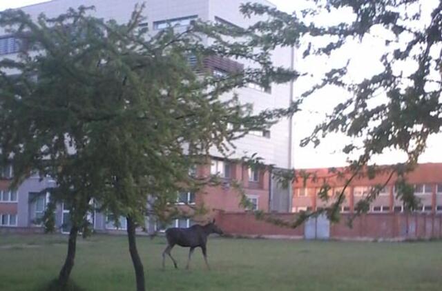 Po miesto centrą klaidžiojo du briedžiai