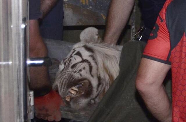 Tbilisyje nušautas žmogų sudraskęs tigras