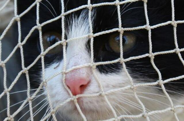 Už žiaurų elgesį su gyvūnais bus baudžiama griežčiau