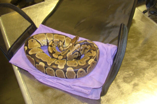 Vilniaus oro uoste – bandymas į lėktuvą įsinešti smauglį