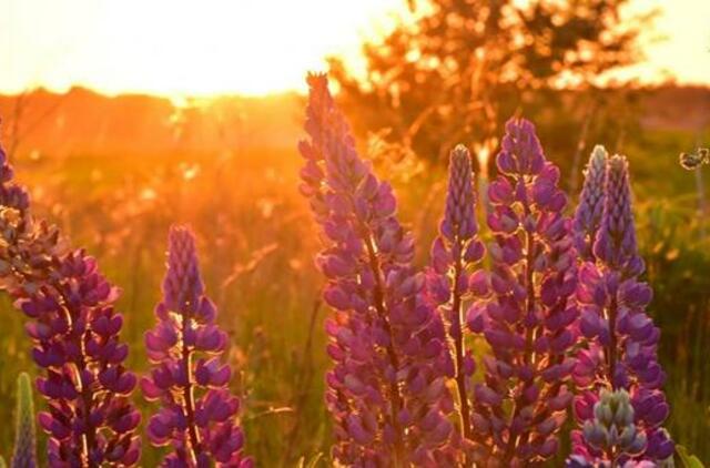 Didžiuosiuose paštuose - "We love Lithuania" atvirukų kolekcija