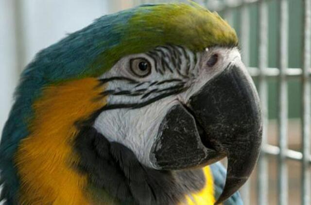 Indija: pareigūnai sulaikė papūgą už senutės užgauliojimą