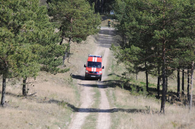 Kuršių nerijoje bus masiškai kertamos kalnapušės