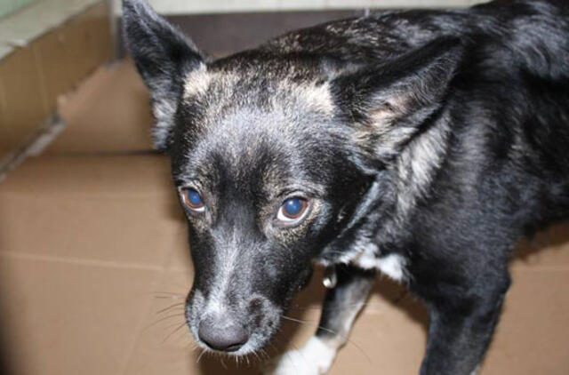 Kalytė ieško namų