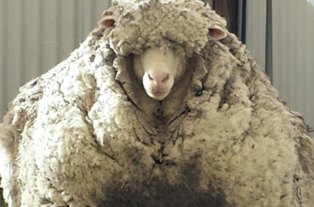 Rekordas: Australijoje sugauta avis ant savęs nešiojo 40 kg vilnos