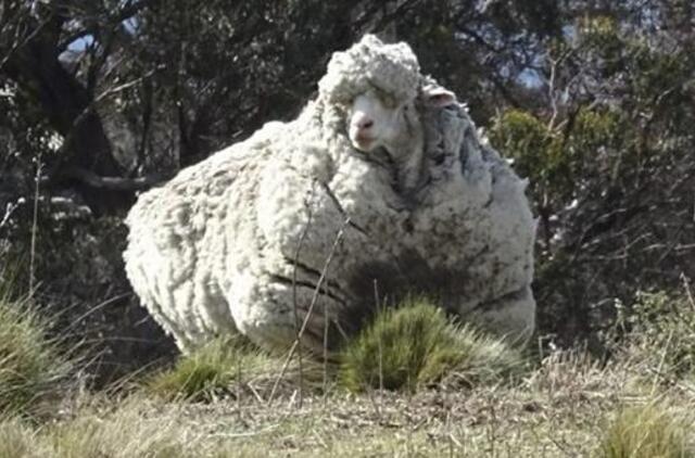 Rekordas: Australijoje sugauta avis ant savęs nešiojo 40 kg vilnos