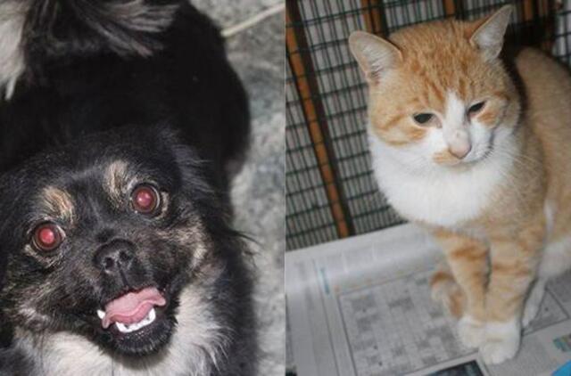 Pasiklydę gyvūnai ieško namų