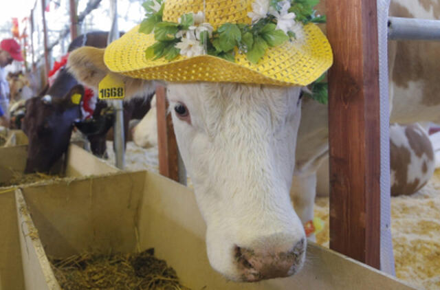 Šeimininkai karvių nebeskers