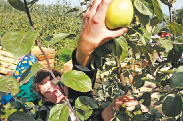 Spaudėjai neturi iš ko spausti sulčių