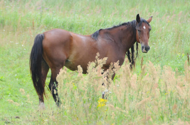 Vagia ne tik automobilius: naktį išjojo su svetimu arkliu 