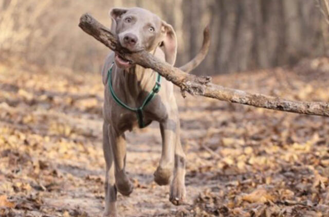 Privačioje sodyboje užmuštas šuo