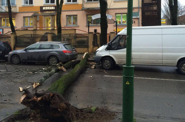 Ant važiuojančio automobilio užvirto medis