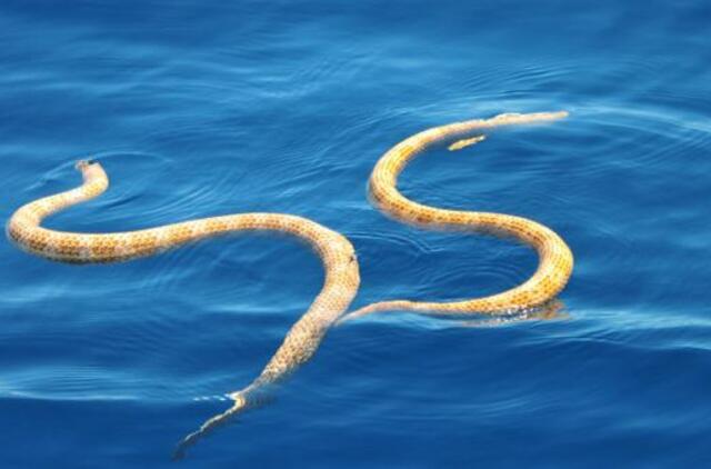 Australijoje aptiktos dvi išnykusiomis laikytos jūrinių gyvačių rūšys