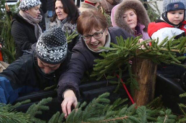 Miškininkai vėl dalins eglių šakas