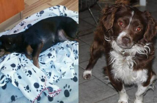 Du šuneliai ieško šeimininkų