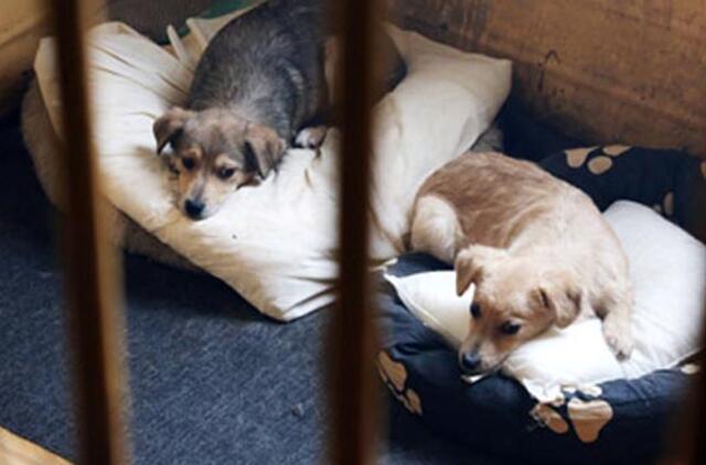 Žmonės atsikrato augintinių