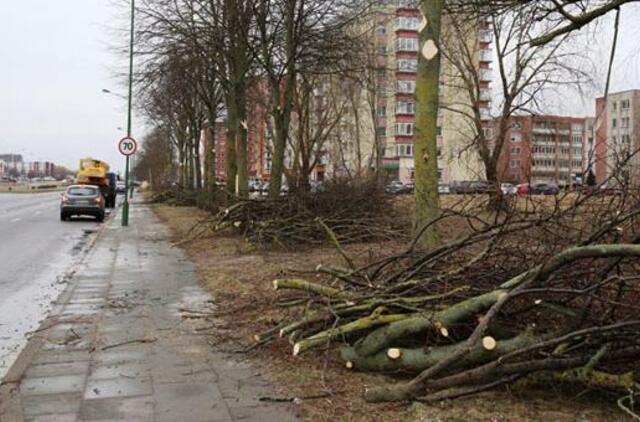 Piktina liepų genėjimas