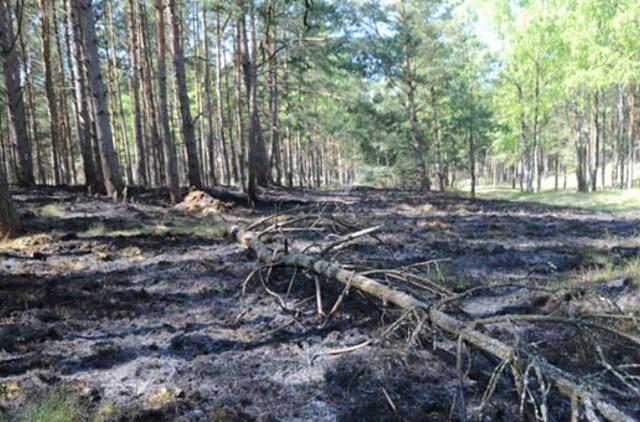 Miškams atsodinti reikės projektų