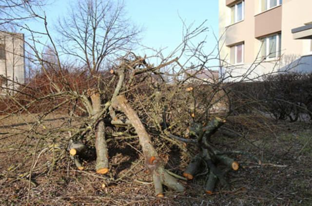 Savavališkai išpjovė medžius