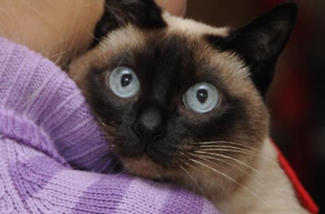 Daukanto gatvėje kažkas apšaudė katę