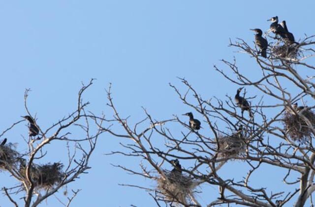 Kviečia pakalbėti apie Juodkrantės kormoranus