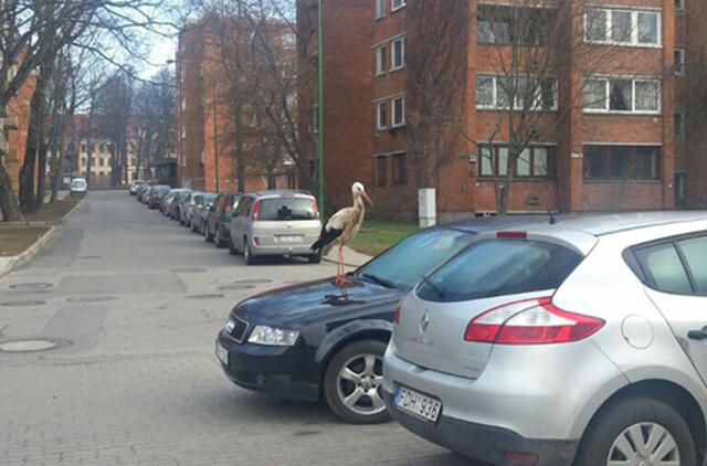 Miestą aplankė išskirtinis svečias