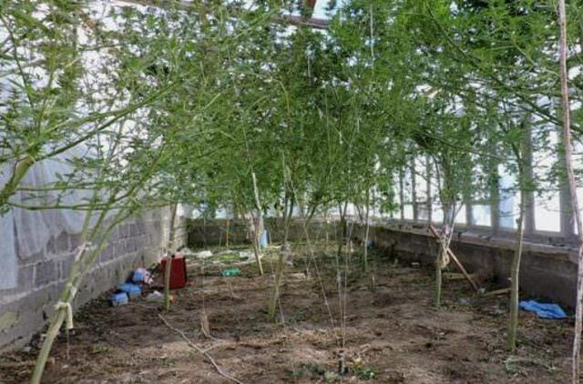 Augintos kanapės vietoje derliaus subrandino teistumą