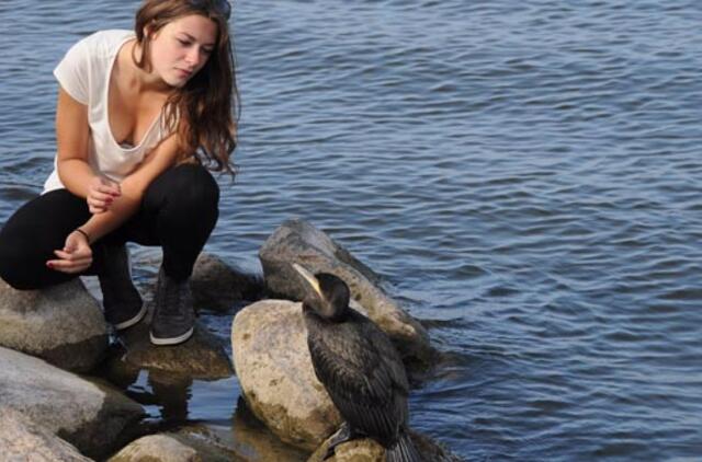 Kormoranų laukia Pajūrio regioniniame parke