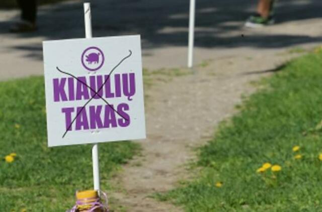 Šiauliuose atsirado takas kiaulėms