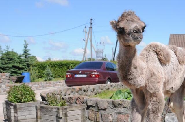 Prie zoologijos sodo apvogtas automobilis