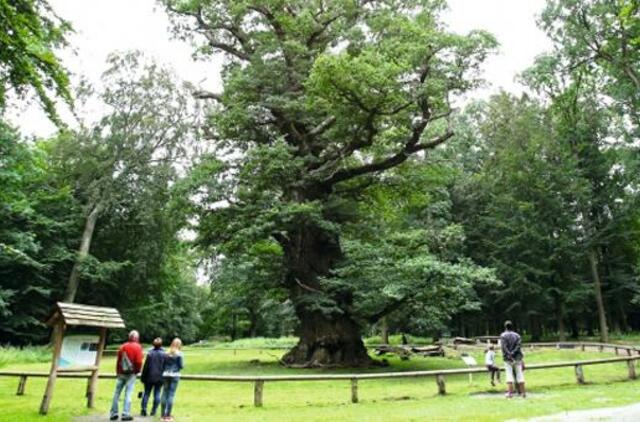 Tūkstantmetis Ąžuolas