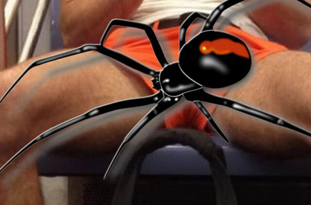 Australijoje voras antrą kartą per pusmetį įkando vyrui į varpą