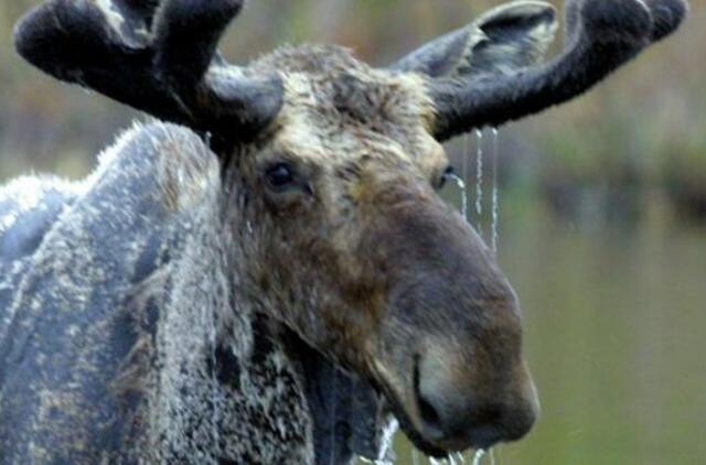 Nuo nelaimių saugo tvoros