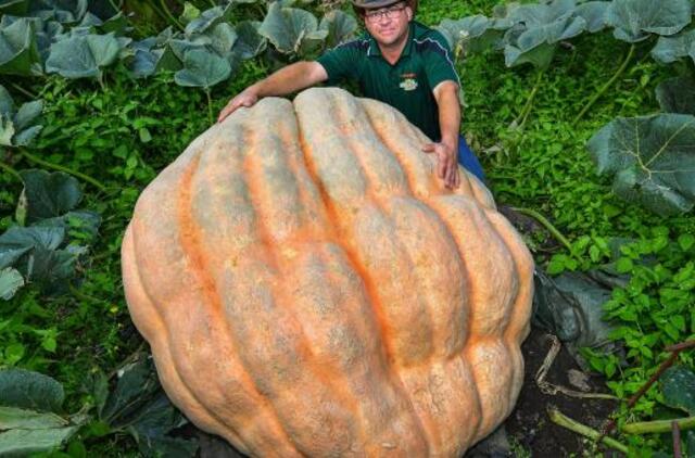 Vokietis užaugino 550 kg svorio moliūgą