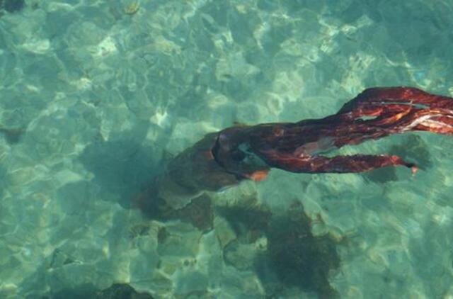 Ispanijoje nufotografuotas 105 kg svorio kalmaras