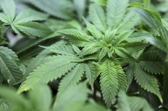 Moters sodyboje šiltnamyje žaliavo 37 kanapės