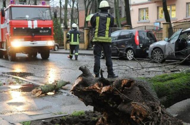 Nuvirtusio medžio šaknys pasiuntė įspėjimą