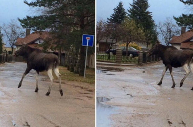 Po Gargždus išdidžiai vaikštinėjo briedis