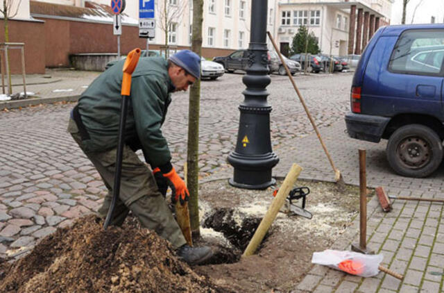 Taiso medžių sodinimo broką