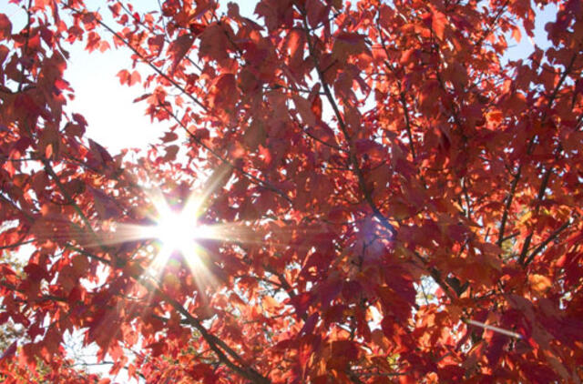 JAV sinoptikai: ruduo viršijo šilumos rekordus