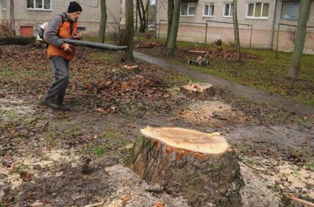 Kiemuose mažės senų medžių