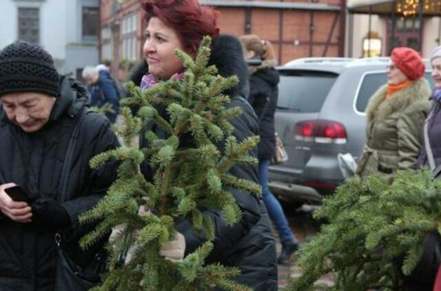 Klaipėdiečiams išdalijo eglių šakas