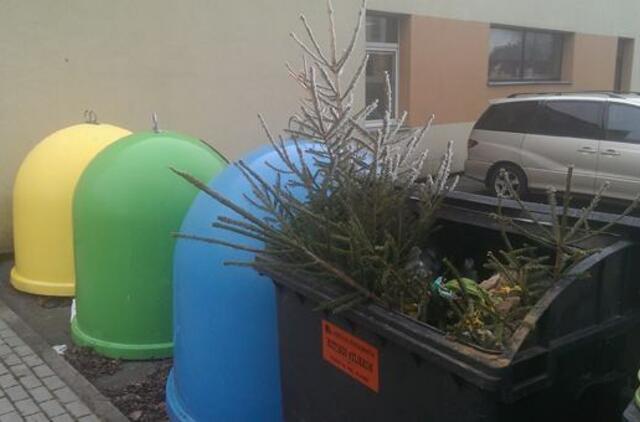 Kur bus surenkamos nupuoštos eglutės