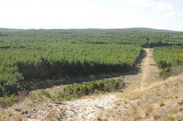 Kuršių nerijoje naikins invazinius augalus