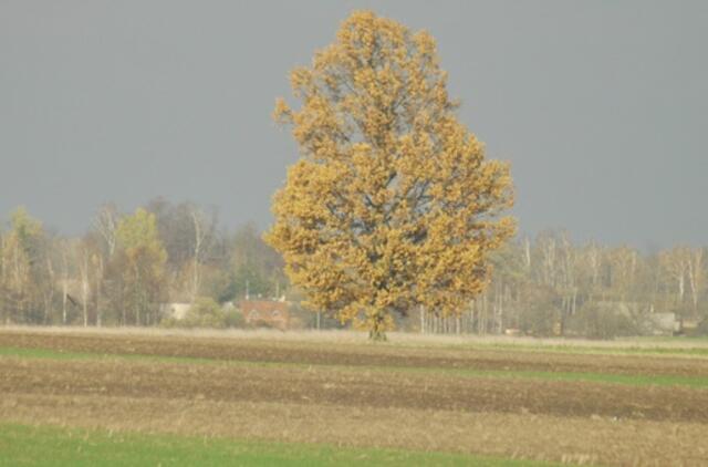 Valdžia skubins žemės grąžinimą